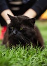 Close up portrait of tomcat Chantilly Tiffany  laying on the grass on sunset. Girl strokes a dark black cat with big green eyes Royalty Free Stock Photo