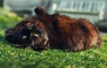 Close up portrait of tomcat Chantilly Tiffany  laying on his back and grass and looking  to camera on sunny day. Dark black cat Royalty Free Stock Photo