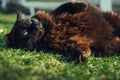 Close up portrait of tomcat Chantilly Tiffany  laying on his back and grass and looking  to camera on sunny day. Dark black cat Royalty Free Stock Photo