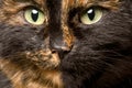 Close-up portrait of tortie cat Royalty Free Stock Photo