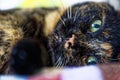 Portrait of a tortie cat lying on its left side and staring at viewer Royalty Free Stock Photo