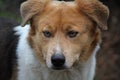 Close-up portrait of a tricolor dog