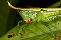 Close-up portrait of a tropical grasshopper.