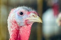 Close-up portrait of a turkey on a chicken farm Royalty Free Stock Photo