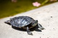 Close up portrait of a turtle. Animal