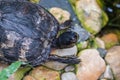 Close-up portrait of a turtle head. The background is blurred by the technique of photography