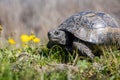 Close-up portrait of a Turtle or Testudines walking on the grass with yellow flowers, spring vibes