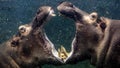 Two African river hippos fighting underwater