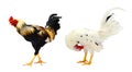 Close up portrait of two bantam chickens. Royalty Free Stock Photo