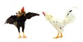 Close up portrait of two bantam chickens. Royalty Free Stock Photo