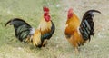 Close up portrait of two bantam chickens Royalty Free Stock Photo