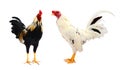 Close up portrait of two bantam chickens. Royalty Free Stock Photo