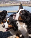 Close up portrait of two Beautiful Bernese mountain dog Royalty Free Stock Photo