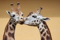 Close up portrait of two giraffes taking a kiss, beige background