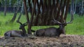 Close-up portrait of two horned brown deers on the lawn Royalty Free Stock Photo