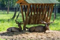 Close-up portrait of two horned brown deers on the lawn Royalty Free Stock Photo