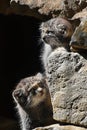 Close up portrait of two manul kittens Royalty Free Stock Photo