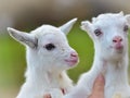 Close-up portrait of two white little goatlings Royalty Free Stock Photo