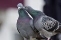 Two pigeons preening eachother