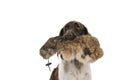 Close up of a two year old female small munsterlander dog heidewachtel holding hunting dummy in her mouth white background