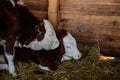 Close up portrait of two young small alpine brown white spotted milk healthy cows on straw at the farm, background of wall of Royalty Free Stock Photo