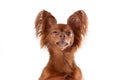 Close up portrait of unhappy russian long haired toy terrier of red color breed dog on white background. Royalty Free Stock Photo