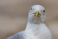 Close-up portrait of vain seagull Royalty Free Stock Photo