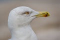 Close-up portrait of vain seagull Royalty Free Stock Photo