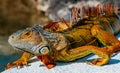 Close-Up Portrait of Vibrant Green Iguana in the Florida Keys