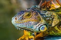Close-Up Portrait of Vibrant Green Iguana in the Florida Keys