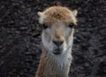 Close up portrait of a vicuna Royalty Free Stock Photo