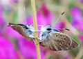 Turanana cytis, the Persian odd-spot blue butterfly Royalty Free Stock Photo