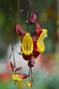 Close-up Portrait View Of Uniquely Shaped Flowers Of Thunbergia Mysorensis Plant Blooming And Hanging