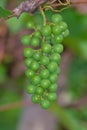 Close-up Portrait View Of Young Grapes Hanging On The Vine