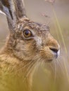 Close up Portrait of vigilant European Hare in grass