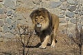 Close up portrait of a walking adult lion with a huge mane.