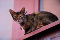 Close up portrait of a wClose-up portrait cute Abyssinian kitten lies front view, and looking at the cameraoman enjoying a silly Royalty Free Stock Photo