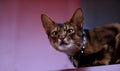 Close up portrait of a wClose-up portrait cute Abyssinian kitten lies front view, and looking at the cameraoman enjoying a silly Royalty Free Stock Photo