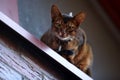 Close up portrait of a wClose-up portrait cute Abyssinian kitten lies front view, and looking at the cameraoman enjoying a silly Royalty Free Stock Photo