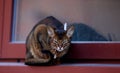 Close up portrait of a wClose-up portrait cute Abyssinian kitten lies front view, and looking at the cameraoman enjoying a silly Royalty Free Stock Photo