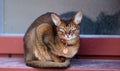 Close up portrait of a wClose-up portrait cute Abyssinian kitten lies front view, and looking at the cameraoman enjoying a silly Royalty Free Stock Photo