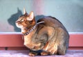 Close up portrait of a wClose-up portrait cute Abyssinian kitten lies front view, and looking at the cameraoman enjoying a silly Royalty Free Stock Photo