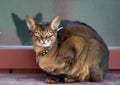 Close up portrait of a wClose-up portrait cute Abyssinian kitten lies front view, and looking at the cameraoman enjoying a silly Royalty Free Stock Photo