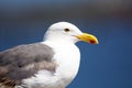 Close up portrait of Western Gull bird at the ocean Royalty Free Stock Photo