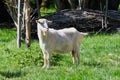 Close-up portrait of white adult goat grassing on green summer meadow field Royalty Free Stock Photo