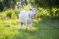 Close-up portrait of white adult goat grassing on green summer meadow field at village countryside Royalty Free Stock Photo