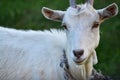 Close-up portrait of white adult goat grassing on green summer meadow field at village countryside Royalty Free Stock Photo