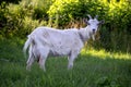 Close-up portrait of white adult goat grassing on green summer meadow field at village countryside Royalty Free Stock Photo