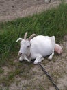 Close-up portrait of white adult goat grassing on green summer meadow field at village countryside Royalty Free Stock Photo