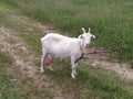 Close-up portrait of white adult goat grassing on green summer meadow field at village countryside Royalty Free Stock Photo